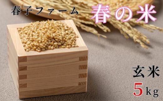 
            《令和7年産》春の米　玄米　5kg ／ 米 お米 こめ コメ ごはん 無農薬 農薬不使用 春の米 玄米 令和7年産 新米 5kg 千葉県 東庄町 春子ファーム 産地直送 産直 送料無料
          