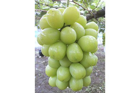 先行予約 シャインマスカット 1房 [2024年8月下旬から順次発送予定] 贈答用 贈り物に最適 ギフト 新潟県 三条市産 ぶどう [いしぐろ農園] 【010P093】