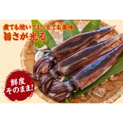 ふるさと納税 香美町 スルメイカ(冷凍)約1kgサイズ不揃い(冷凍) |  | 02