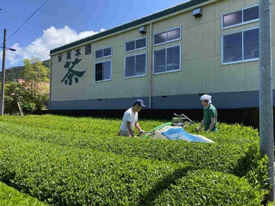 11-25 抹茶入り煎茶 紐付きティーバッグ5袋