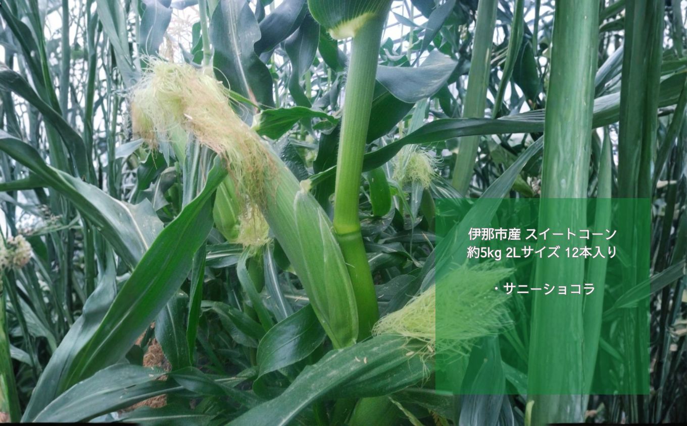 とうもろこし 伊那市産 スイートコーン 約5kg 2Lサイズ 12本入り サニーショコラ 【013-50】