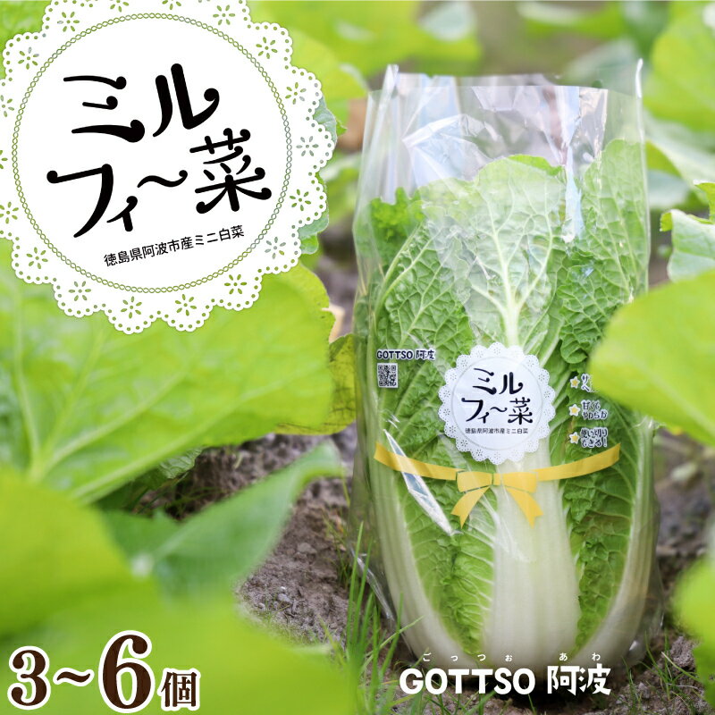 【ふるさと納税】 白菜 はくさい ミニ白菜 3個～6個 セット 11月上旬から2月末まで発送 ハクサイ 野菜 葉物野菜 葉物 旬 国産 生食 甘い ヘルシー 漬物 鍋 鍋料理 煮込み料理 徳島 ミルフィ～菜