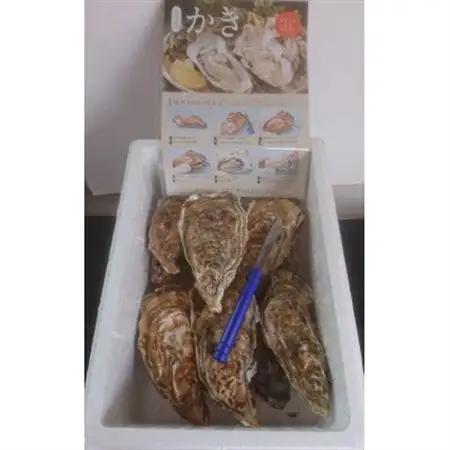 仙鳳趾名産 牡蠣 200～249g×10個+かきナイフ付K4-5_せんぽうし 牡蠣 生食用 殻付き 牡蠣 絶品 産地直送 北海道 釧路町 釧路超 特産品 _【配送不可地域：離島・沖縄県・信越、北陸・東