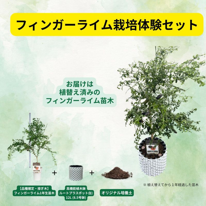 【ふるさと納税】フィンガーライム栽培体験セット 初心者OK 植替え済 AIサポート＆マニュアル付き