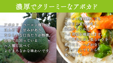 国産 オーガニックアボカド [ベーコン種] 1個　11〜12月発送 有機JAS認証 瀬戸内 大崎上島 有機 濃厚 アボカド