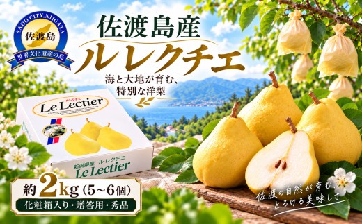 【2026年12月上旬より順次発送】佐渡島産 ル レクチエ 約2kg（5～6個）化粧箱入り・贈答用・秀品 | 新潟県産洋梨 新潟産ルレクチェ 佐渡産ル・レクチェ ルレクチェ ル レクチェ るれくちぇ 洋梨 洋なし 西洋梨 梨 なし フルーツ 果物 くだもの ギフト 贈答 秀品 2キロ にいがた さど 新潟県 佐渡市 ル・レクチエ ルレクチェ ル レクチエ るれくちぇ ル・レクチエ ルレクチェ ル