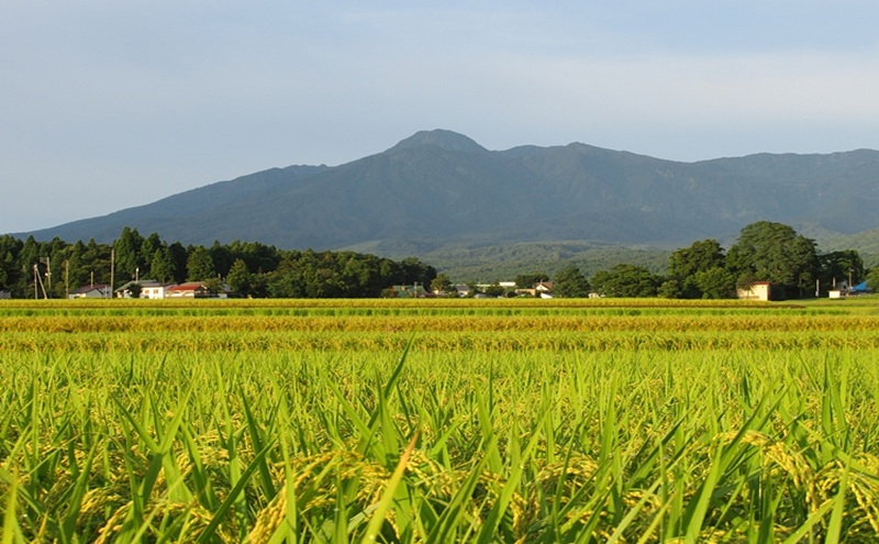 標高200mで育てた棚田米|令和7年・新潟県上越産・にじのき
