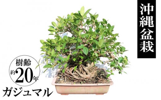 
沖縄盆栽　ガジュマル　樹齢約20年　一点物

