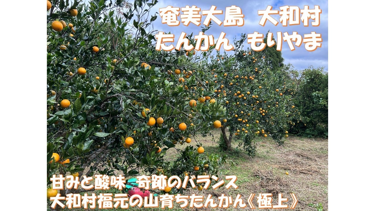 
                  【ふるさと納税】鹿児島県大和村産　甘みと酸味　奇跡のバランス　大和村福元の山育ちたんかん《極上》　Mサイズ３㎏
                