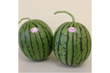 御坊産小玉すいか　ひとりじめ L～2L寸(2玉約4～5kg)