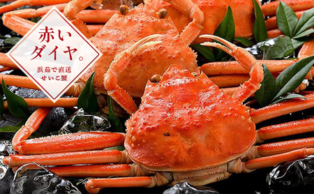[053-a050]  【先行予約】＜ 期間限定・数量限定 ＞ 越前 セイコ蟹 約130g × 5杯 セット【冷蔵】【敦賀 塩荘 しおそう 越前ガニ せいこ蟹 カニみそ お取り寄せ】