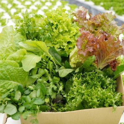 ふるさと納税 亀岡市 【毎月定期便】新鮮 旬の葉物野菜セット 7種詰め合わせ全6回 |  | 01