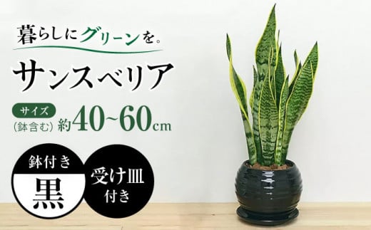 観葉植物 サンスベリア ボール型 陶器鉢 黒 / 観葉 植物 インテリア おしゃれ プレゼント / 大村市 /琴花園[ACYK016]