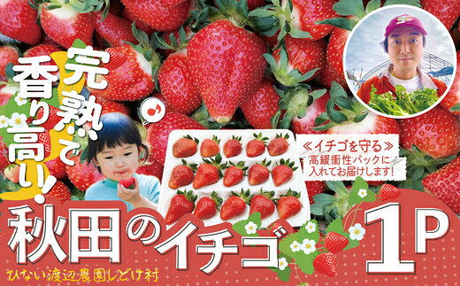 【ふるさと納税】【選べる内容量】完熟で香り高い！秋田のイチゴ ＜揺りかごパック＞ 秋田県 大館市 東北 【45P3407・90P3403・180P3401】【ひない渡辺農園しどけ村】
