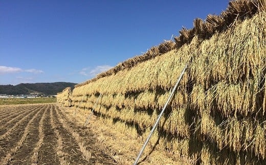 【令和6年産 新米 先行予約】 【農薬使用量8割減】 特別栽