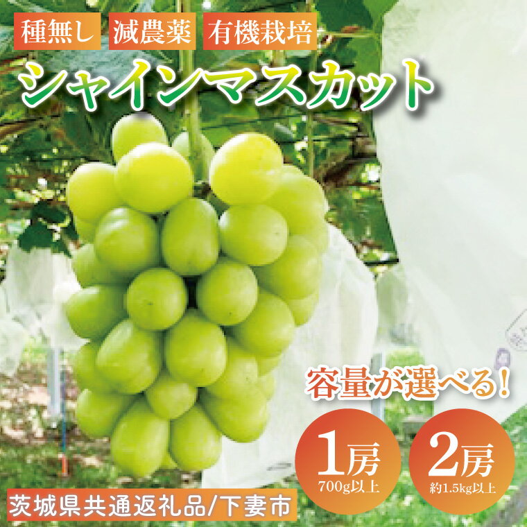 【ふるさと納税】【選べる】【先行予約】シャインマスカット 1房 or 2房【茨城県共通返礼品：下妻市】 │ フルーツ 果物 ぶどう 種なし 大粒 数量限定 茨城県（BJ001）