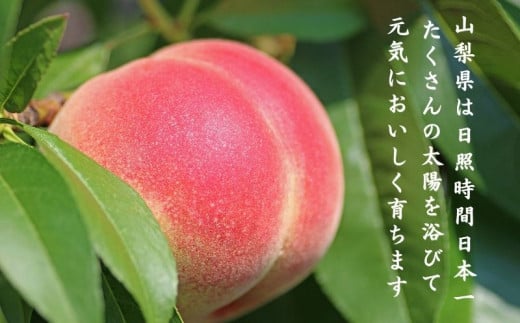 【2026年発送！ 先行予約】日本一の産地山梨県産　朝採れ桃２kg(５～８玉）厳選 品種 おまかせ もも モモ 日川白鳳 あさま なつっこ 夢みずき あかつき スイーツ ピーチ フルーツ デザート お