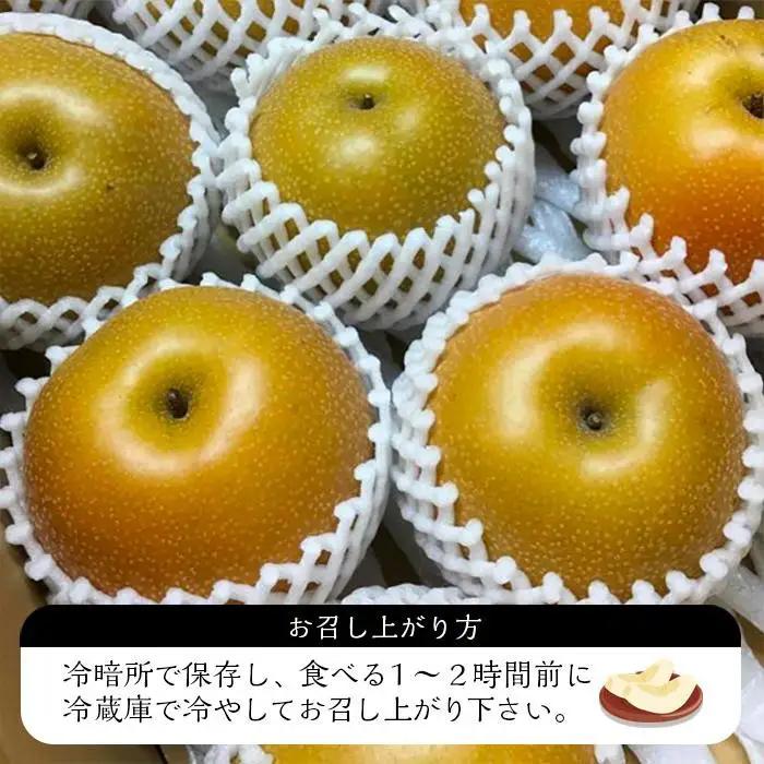 【2027年8月下旬以降より発送】旬の梨おまかせ約5kg・6-14玉（自家製有機肥料・減農薬・化学肥料無使用）