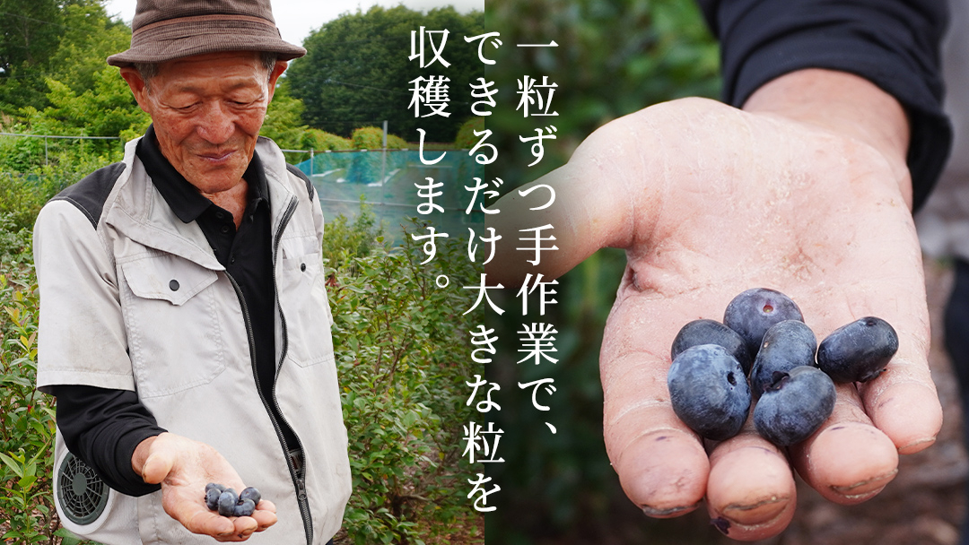 【 最短 7日以内 発送 】 冷凍 ブルーベリー 無選別（ 小玉 ～ 大玉 ） 500g 数量限定 国産 フルーツ スムージー 果物 くだもの 農家直送 スイーツ アイス ノーザンハイブッシュ系 ミッ