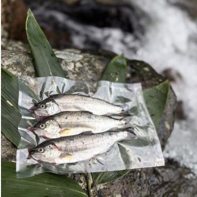 ふるさと納税 美作市 渓流の女王　アマゴ(冷凍12尾入り)