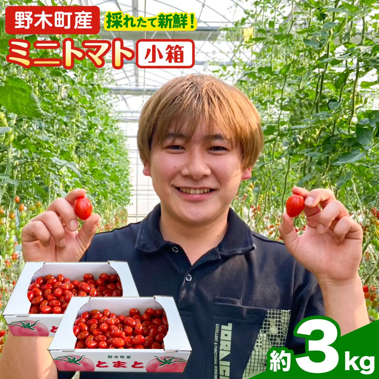 ミニトマト1.5kg×2箱トマト野菜矢畑