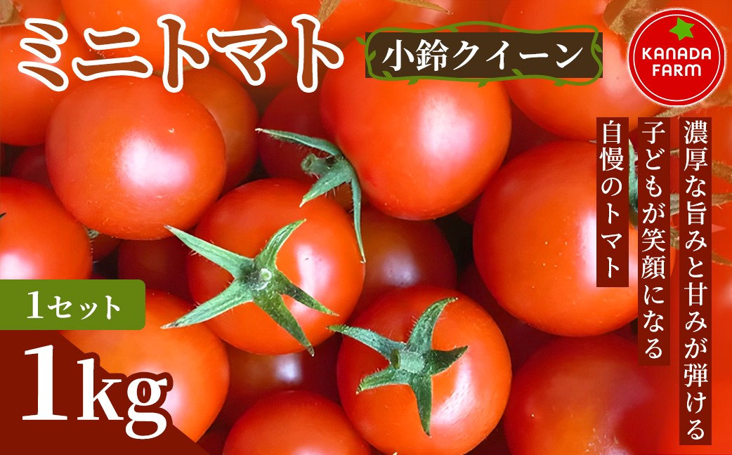 《先行予約》 ミニトマト（小鈴クイーン） 定期便発送 1セット 3セット 新鮮野菜 旬 サラダ デザート お弁当 朝食 料理用 そのまま食べる 贈り物 ミニトマト 定期便発送 ミニトマト 定期便発送 ミニトマト 定期便発送 ミニトマト 定期便発送 ミニトマト 定期便発送 ミニトマト 定期便発送 ミニトマト 定期便発送 ミニトマト 定期便発送 ミニトマト 朝食 ミニトマト 朝食 ミニトマト 豊橋