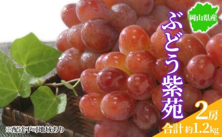 ぶどう 2026年先行予約 紫苑 2房 約1.2kg  岡山県産 ぶどう