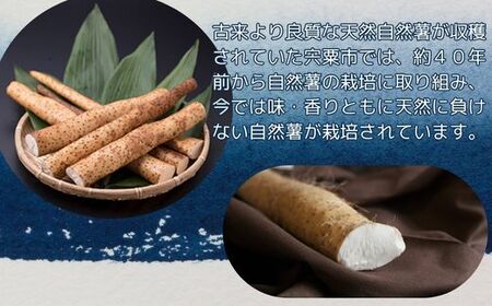 K7　【令和7年産　先行受付】しそうの自然薯（ 期間限定 数量限定 自然薯 山芋 芋 野菜 滋養強壮 じねんじょ ）