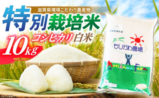 【新米：令和6年産】滋賀県産 低農薬 有機肥料栽培 コシヒカリ 白米 10Kg　滋賀県長浜市/有限会社もりかわ農場 [AQBL007] 米 お米 白米 新米 10kg  米 お米 ご飯 ごはん ゴハン