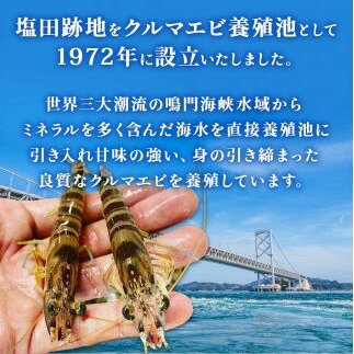 活〆 急速冷凍 クルマエビ 500g　【冷凍発送】