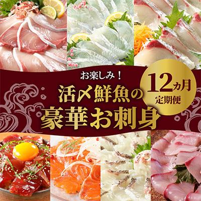 ふるさと納税 延岡市 【毎月定期便】【ふるさと納税】活〆鮮魚のお刺身全12回