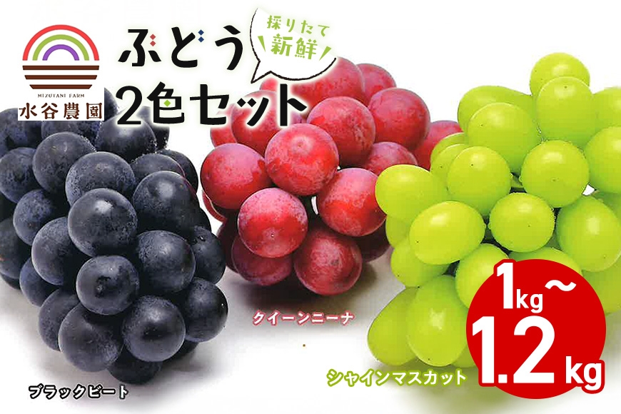 
                  【 2026年 先行予約 】採りたて新鮮ぶどう2色セット 数量限定 ぶどう フルーツ くだもの 果物 ブドウ 葡萄 シャインマスカット ピオーネ ブラックビート クイーンニーナ 採れたて 新鮮 水谷農園 茨城県 石岡市 A46-002
                