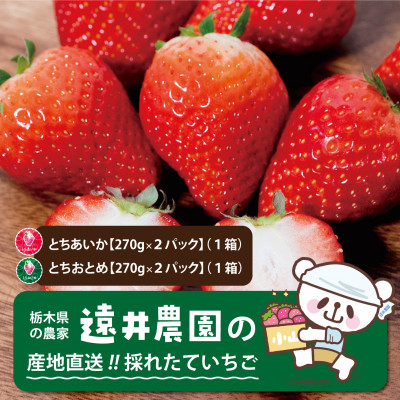 
            栃木県産のいちご2種食べ比べ|とちおとめ2パック(1箱)+とちあいか2パック(1箱)【1518937】
          