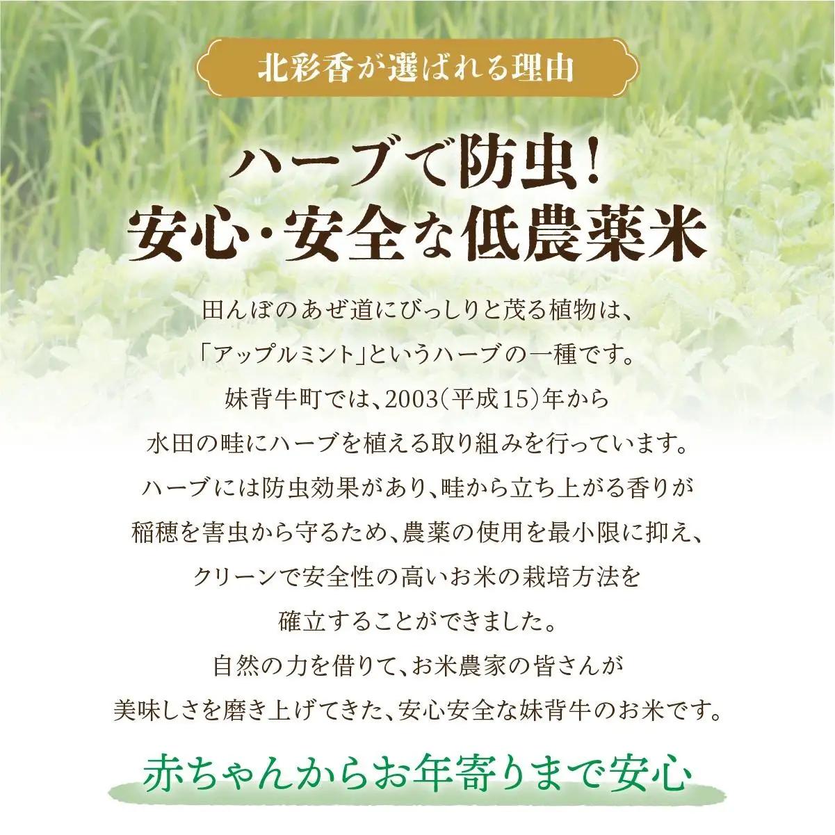 令和8年産 ゆめぴりか 玄米 20kg  【北彩香】