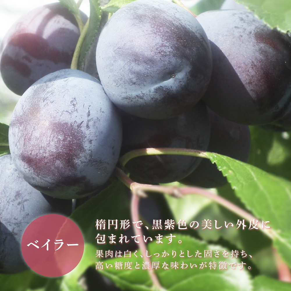 【先行受付】 プルーン ベイラー 1kg 北海道 芦別市 大橋さくらんぼ園