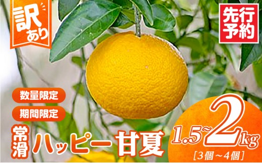 【先行予約】【訳あり】常滑ハッピー甘夏 1.5kg～2kg（3～4個）｜常滑ハッピー甘夏 果物 みかん フルーツ ミカン 甘夏 訳あり 数量限定 愛知県 常滑市 知多半島