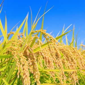 千葉県産粒すけ　5kg
