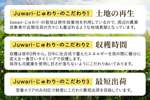 【数量限定 先行予約】＜2025年夏発送予定＞ブランドとうもろこし【Juwari-じゅわり-】ピュアホワイトSP 約4kg以上（8～11本入り） とうもろこし トウモロコシ 41-E
