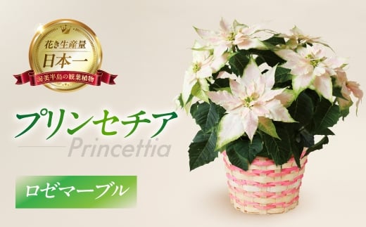 プリンセチア ロゼマーブル 観葉植物 植物 5号鉢 人気 おしゃれ かわいい お手入れ 室内 大鉢 中型 インテリア リビング 玄関 寝室 キッチン オフィス プレゼント ギフト 冬 クリスマス フラワーギフト