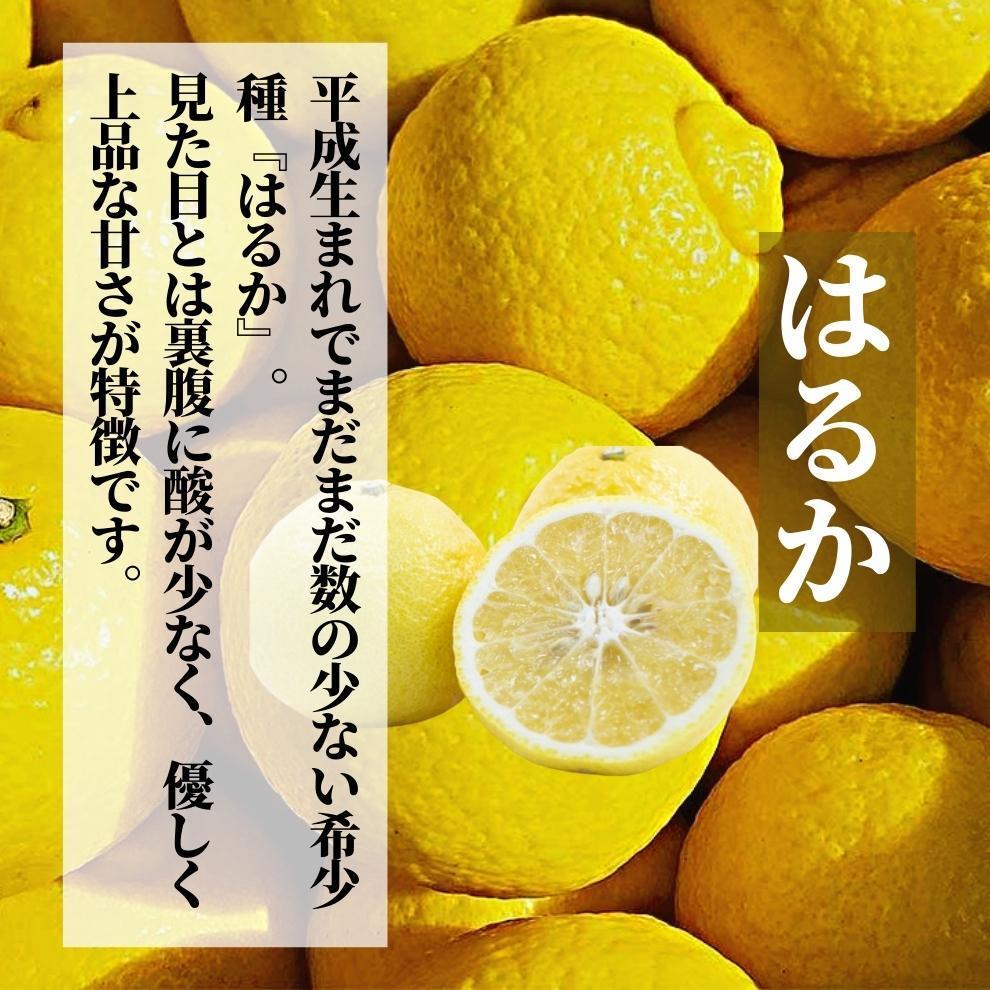 【早期予約受付中！2026年2月〜順次発送】【三種のみかん食べ比べ箱】 ＜2月から順次発送＞ せとか・はるか・伊予柑 約1.5kg 家庭用　 | 愛媛 みかん 先行予約 蜜柑 柑橘 果物 くだもの フ