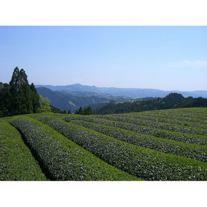 【新茶】ギフト用 八女新茶　一番摘み 極撰（100g×2袋）【2025年4月下旬発送開始】 013-009-GFT