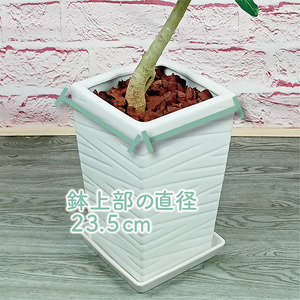 2026年3月中旬～発送【観葉植物】フィカス・ベンガレンシス曲がり100cm～120cm T&P 055-1465 観葉植物 ※北海道・沖縄・離島配送不可