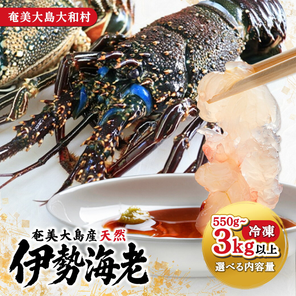 【ふるさと納税】 ＼数量限定／ 奄美大島 大和村産 天然 伊勢エビ 選べる内容量 新鮮 お刺身 焼物 味噌汁 勝山水産 仁太丸