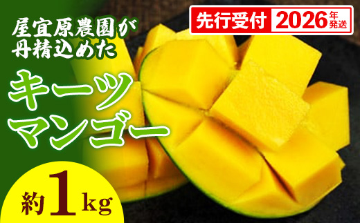 【先行受付】【2026年発送】屋宜原農園が丹精込めた「キーツマンゴー」約1kg - 先行予約 沖縄 産地直送 南国フルーツ 旬の味覚 沖縄県産 国産マンゴー 希少種 オススメ 沖縄県 八重瀬町