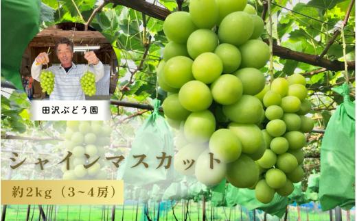 【 先行予約・数量限定 】 大粒シャインマスカット 約 2kg ( 3～4房 ) | シャインマスカット マスカット ぶどう ブドウ 葡萄 新潟県 五泉市 田沢ぶどう園（2025年9月末以降順次発送）