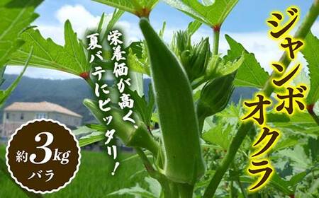 オクラ (約3kg) 夏野菜 オクラ 名産品 ご当地 野菜 グルメ 食品 おひたし 天ぷら 炒め物 四国 F5J-921