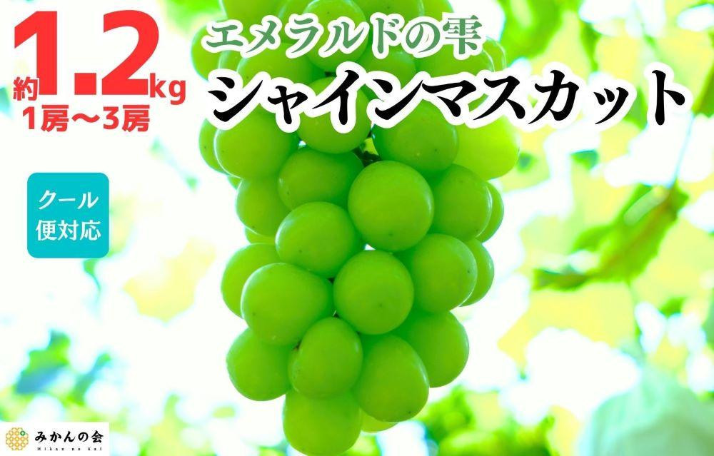 
            シャインマスカット 有田巨峰村 1.2kg ( 1房 ～ 3房 ) 和歌山県産  【みかんの会】
          