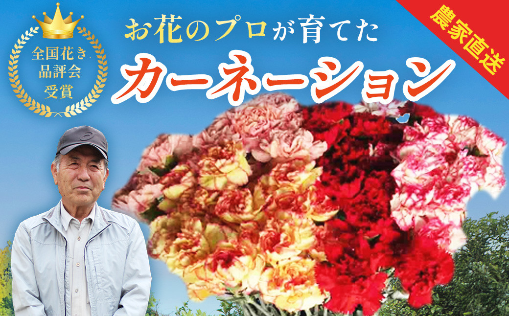 
            （先行予約・限定５０セット・12月中旬～５月上旬発送）カーネーション（25本前後）【静岡県 伊豆市 花 】　010-006
          