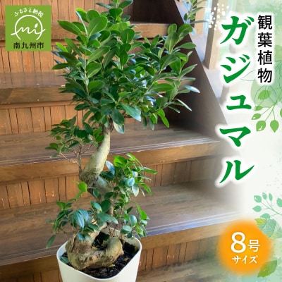 観葉植物 ガジュマル1鉢