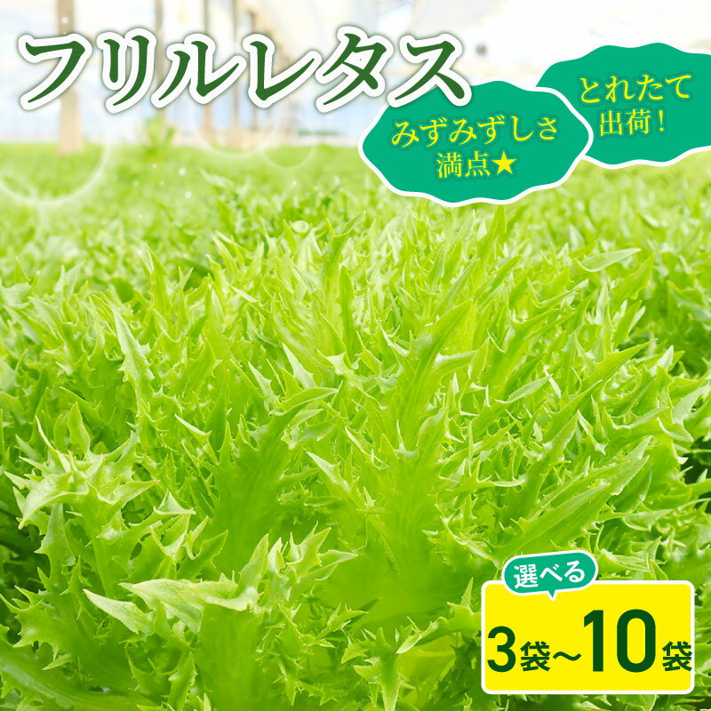 【ふるさと納税】 フリル レタス 3袋 / 6袋 / 10袋 セット 新鮮 サラダ 緑黄色 野菜 やさい こだわり 産地直送 土壌 栽培 新鮮 採れたて 冷蔵 低カロリー ヘルシー レタスボウル 副菜 常備菜 健康 弁当 千葉県 旭市 Farm Fujinaga